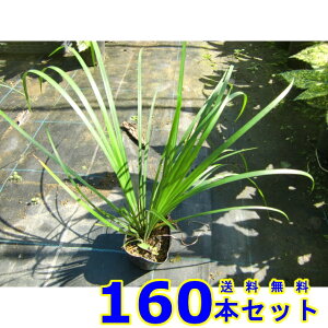 ZLVE (Ώ) 10.5p 160{ OhJo[@@G\h