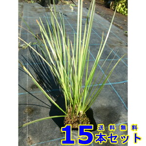 tCZLVE (Ώ) 10.5p 15{ OhJo[@@G\h