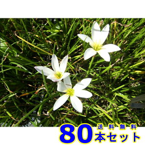 ^}X_ (ʗ) 9.0p 80{ OhJo[@@G\h