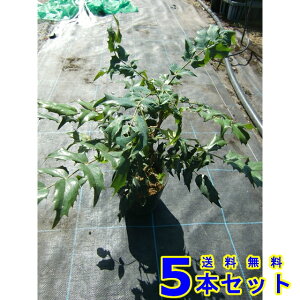 qCMie (AV) 15.0p 5{ 0.2mO 15.0p A؁@c؁@V{c[@_