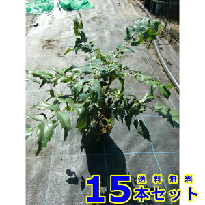 qCMie (AV) 15.0p 15{ 0.2mO 15.0p A؁@c؁@V{c[@_