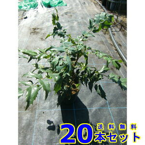 qCMie (AV) 15.0p 20{ 0.2mO 15.0p A؁@c؁@V{c[@_