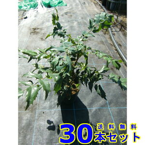 qCMie (AV) 15.0p 30{ 0.2mO 15.0p A؁@c؁@V{c[@_