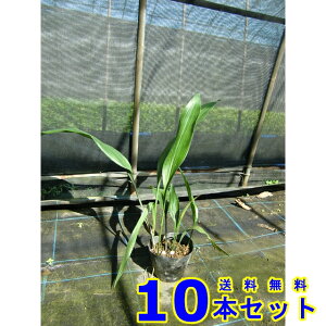 n (t) 13.5p 10{ A؁@c؁@V{c[@_