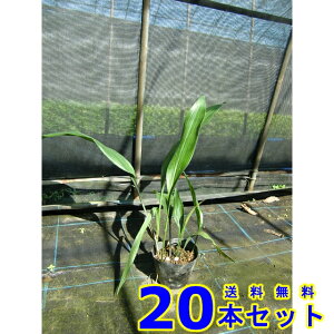 n (t) 13.5p 20{ A؁@c؁@V{c[@_