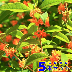 LNZC (؍) 15.0p 5{ 0.5mO 15.0p A؁@c؁@V{c[@_
