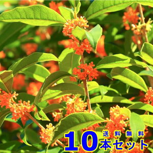 LNZC (؍) 15.0p 10{ 0.5mO 15.0p A؁@c؁@V{c[@_