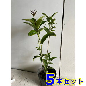 MNZC (؍) 15.0p 5{ 0.5mO 15.0p A؁@c؁@V{c[@_