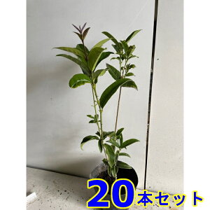 MNZC (؍) 15.0p 20{ 0.5mO 15.0p A؁@c؁@V{c[@_