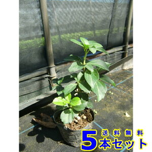 tbL\E (xM) 9.0p 5{ OhJo[@@G\h