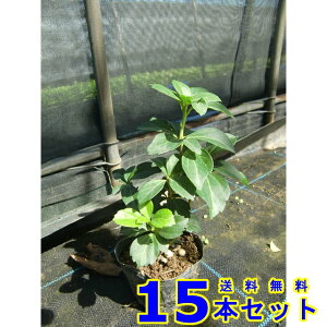 tbL\E (xM) 9.0p 15{ OhJo[@@G\h