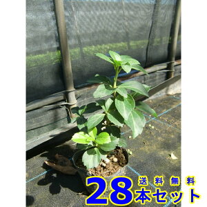 tbL\E (xM) 9.0p 28{ OhJo[@@G\h