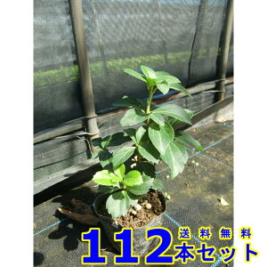 tbL\E (xM) 9.0p 112{ OhJo[@@G\h