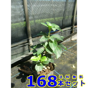 tbL\E (xM) 9.0p 168{ OhJo[@@G\h