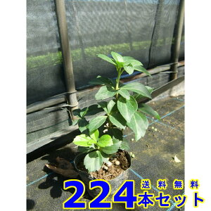 tbL\E (xM) 9.0p 224{ OhJo[@@G\h