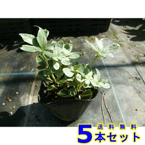 tCtbL\E (xM) 9.0p 5{ OhJo[@@G\h