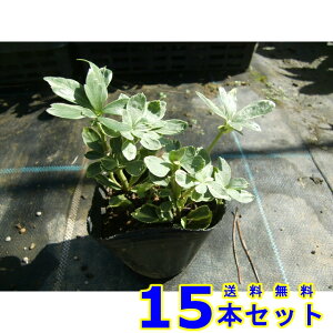 tCtbL\E (xM) 9.0p 15{ OhJo[@@G\h