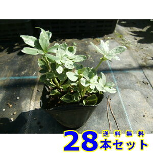 tCtbL\E (xM) 9.0p 28{ OhJo[@@G\h