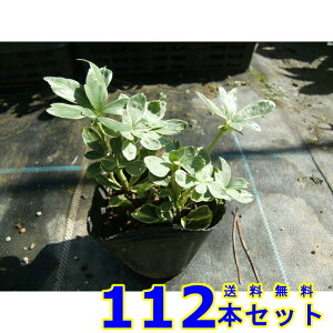 tCtbL\E (xM) 9.0p 112{ OhJo[@@G\h