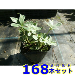 tCtbL\E (xM) 9.0p 168{ OhJo[@@G\h