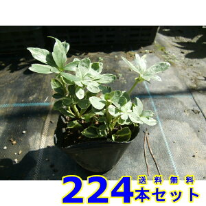 tCtbL\E (xM) 9.0p 224{ OhJo[@@G\h