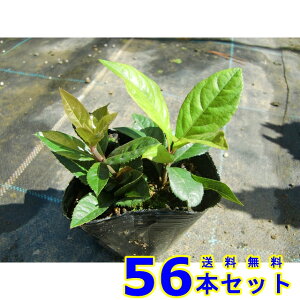 uREW (Mq@\) 9.0p 56{ OhJo[@@G\h