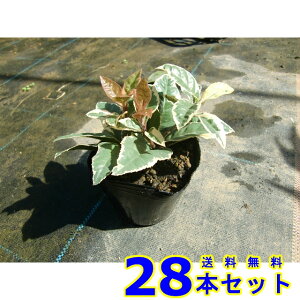 tCuREW (Mq@\) 9.0p 28{ OhJo[@@G\h