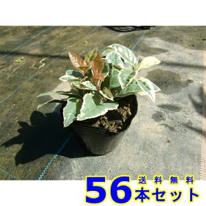 tCuREW (Mq@\) 9.0p 56{ OhJo[@@G\h