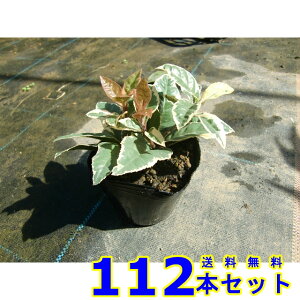 tCuREW (Mq@\) 9.0p 112{ OhJo[@@G\h
