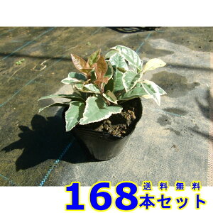 tCuREW (Mq@\) 9.0p 168{ OhJo[@@G\h