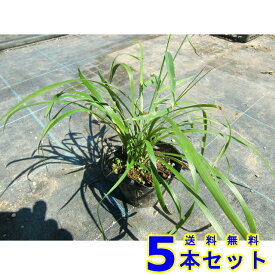 ヤブラン (藪蘭　リリオペ) 10.5p 5本 グランドカバー　下草　雑草予防
