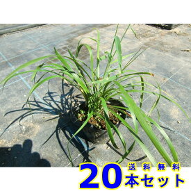 ヤブラン (藪蘭　リリオペ) 10.5p 20本 グランドカバー　下草　雑草予防