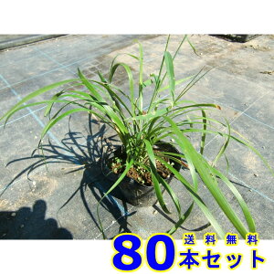 u (M@Iy) 10.5p 80{ OhJo[@@G\h