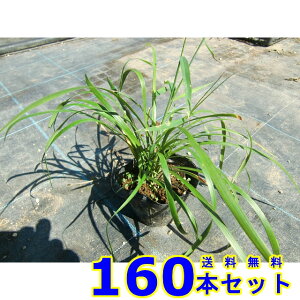 u (M@Iy) 10.5p 160{ OhJo[@@G\h