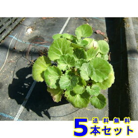 楽天市場 グランドカバー 常緑 多年草の通販