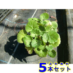 LmV^ (̉) 9.0p 5{ OhJo[@@G\h