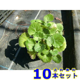 ユキノシタ (雪の下) 9.0p 10本 グランドカバー　下草　雑草予防