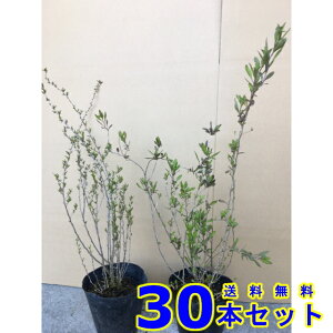 NR (mX) 15.0p 30{ 0.3mO 15.0p A؁@c؁@V{c[@_