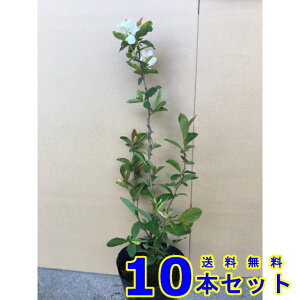 LEoC (x~) 15.0p 10{ 0.3mO 15.0p A؁@c؁@V{c[@_