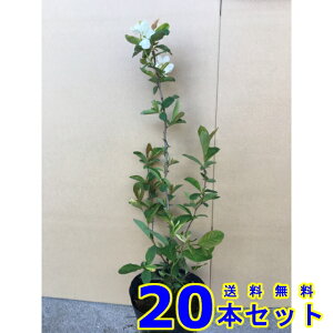 LEoC (x~) 15.0p 20{ 0.3mO 15.0p A؁@c؁@V{c[@_