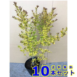 vybgAhC (ZCEC{^) 15.0p 10{ 0.3mO 15.0p A؁@c؁@V{c[@_