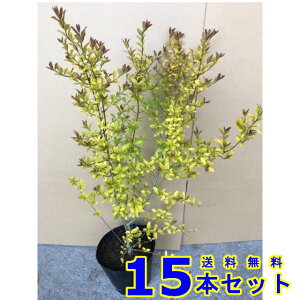vybgAhC (ZCEC{^) 15.0p 15{ 0.3mO 15.0p A؁@c؁@V{c[@_