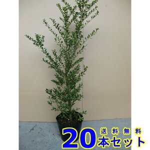 ツゲ 植木の人気商品 通販 価格比較 価格 Com