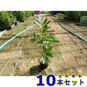 月桂樹 盆栽 植木の人気商品 通販 価格比較 価格 Com