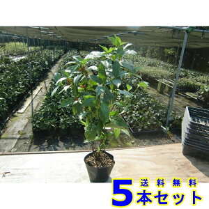ZE (痼@Ԏ) 15.0p 5{ 0.5mO 15.0p A؁@c؁@V{c[@_