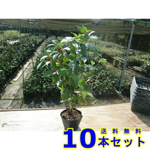 ZE (痼@Ԏ) 15.0p 10{ 0.5mO 15.0p A؁@c؁@V{c[@_