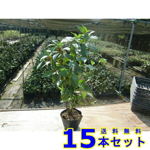 ZE (痼@Ԏ) 15.0p 15{ 0.5mO 15.0p A؁@c؁@V{c[@_