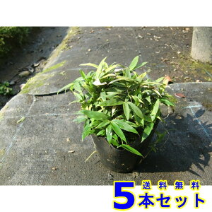 RO}UT (F) 10.5p 5{ OhJo[@@G\h