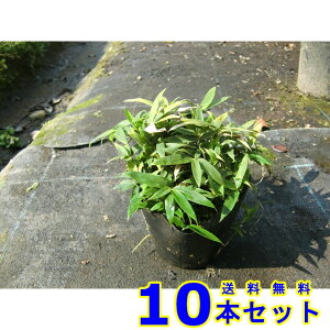 RO}UT (F) 10.5p 10{ OhJo[@@G\h