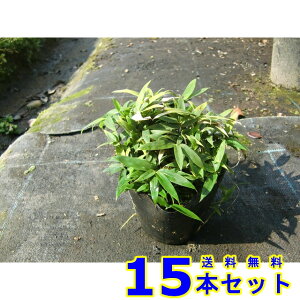 RO}UT (F) 10.5p 15{ OhJo[@@G\h